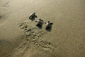 孵化した子ガメが海に戻る光景