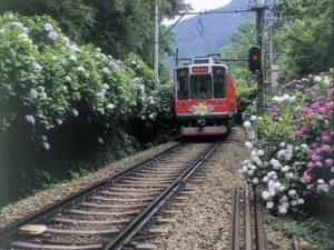 箱根登山鉄道のあじさい電車