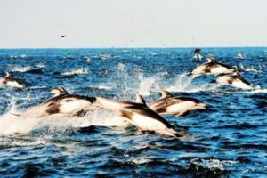 銚子港沖合いのイルカの大群