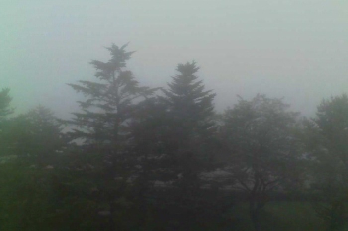 3. 霧でかすむ公園の木立