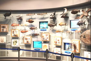 地元の魚の標本が多い展示ルーム