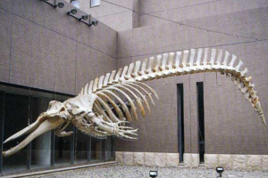 ツチクジラの骨の標本も陳列