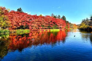 紅葉も鮮やかな雲場池