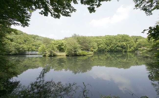 温泉別荘村の区画内を流れる白戸川散策路沿いの池